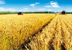 今年全國夏糧實現豐收 穩定全年糧食生產有了堅實基礎